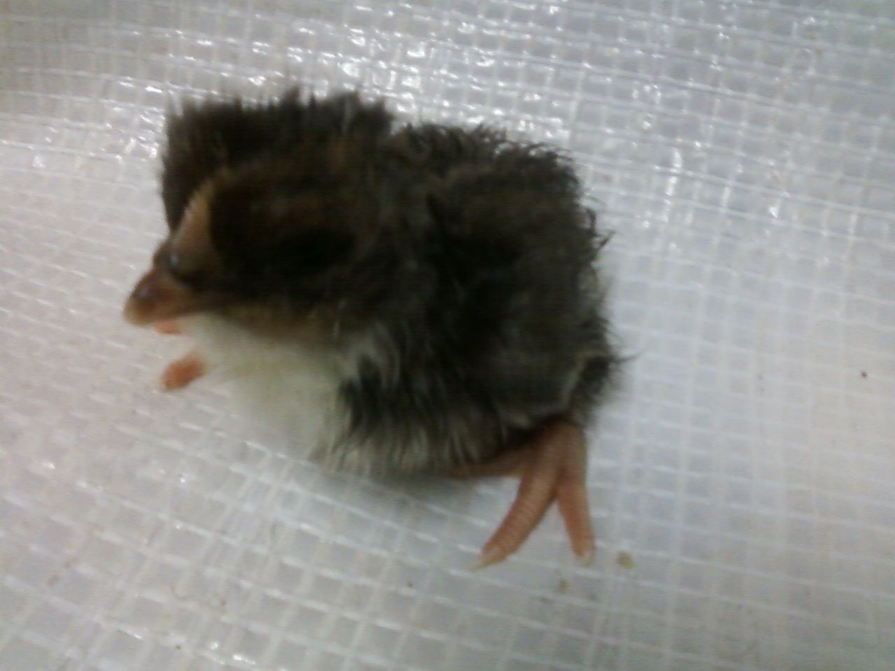 44123_chick_1.jpeg