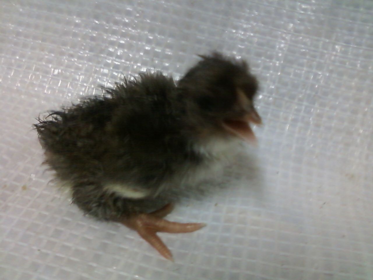 44123_chick_one.jpeg