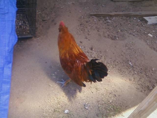 44123_duccle_x_lt_brahma_project_roo.jpeg