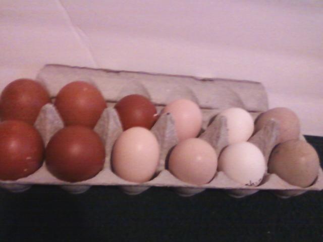 44123_eggs.jpeg
