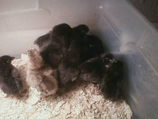 44123_fbcm_x_chicks.jpeg