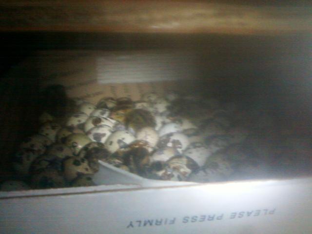 44123_first_pic_of_babies_hatched_6_21_2011.jpeg