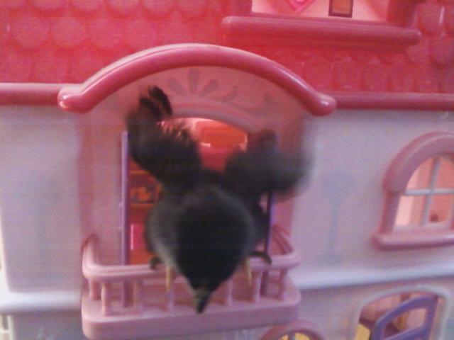 44123_flapper_chick_bcm_2011.jpeg