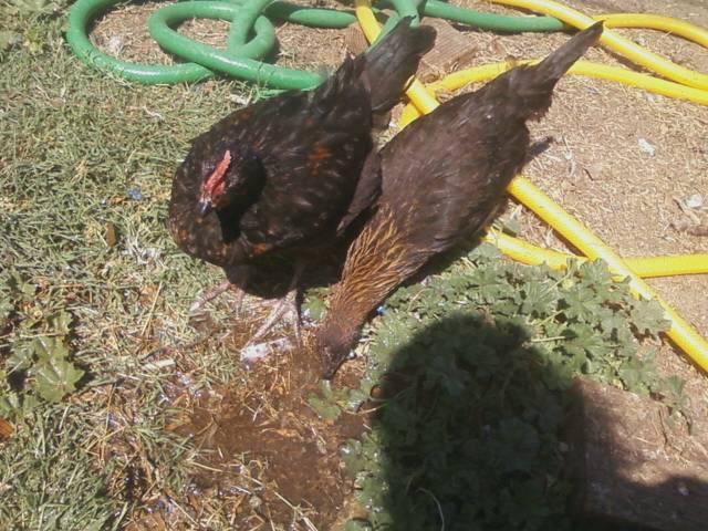44123_game_x_marans_pullets.jpeg