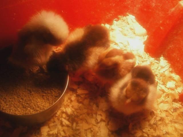 44123_js_west_chicks_november_7_2011.jpeg