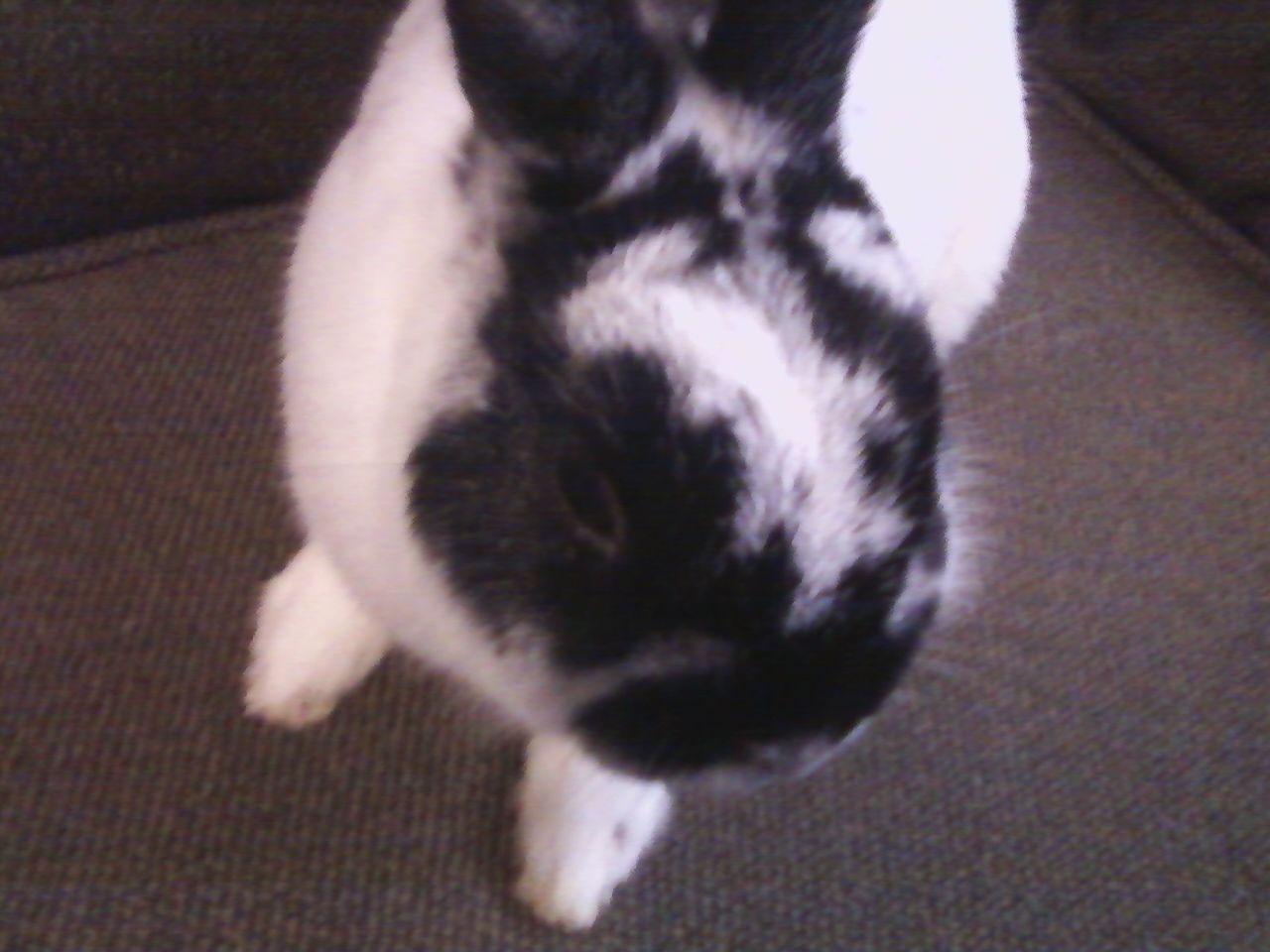 44123_kaylas_birthday_bunny_jan_2_2012.jpeg