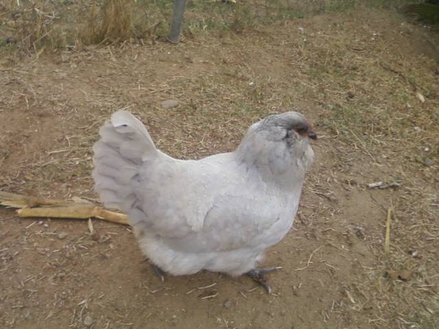 44123_lavern_from_pipspeeps.jpeg
