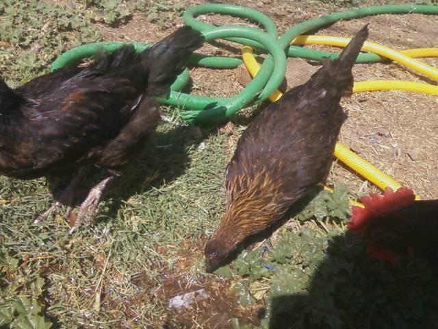 44123_marans_x_game_pullets.jpeg