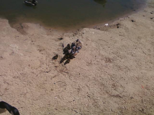 44123_momma_duck_and_babies.jpeg