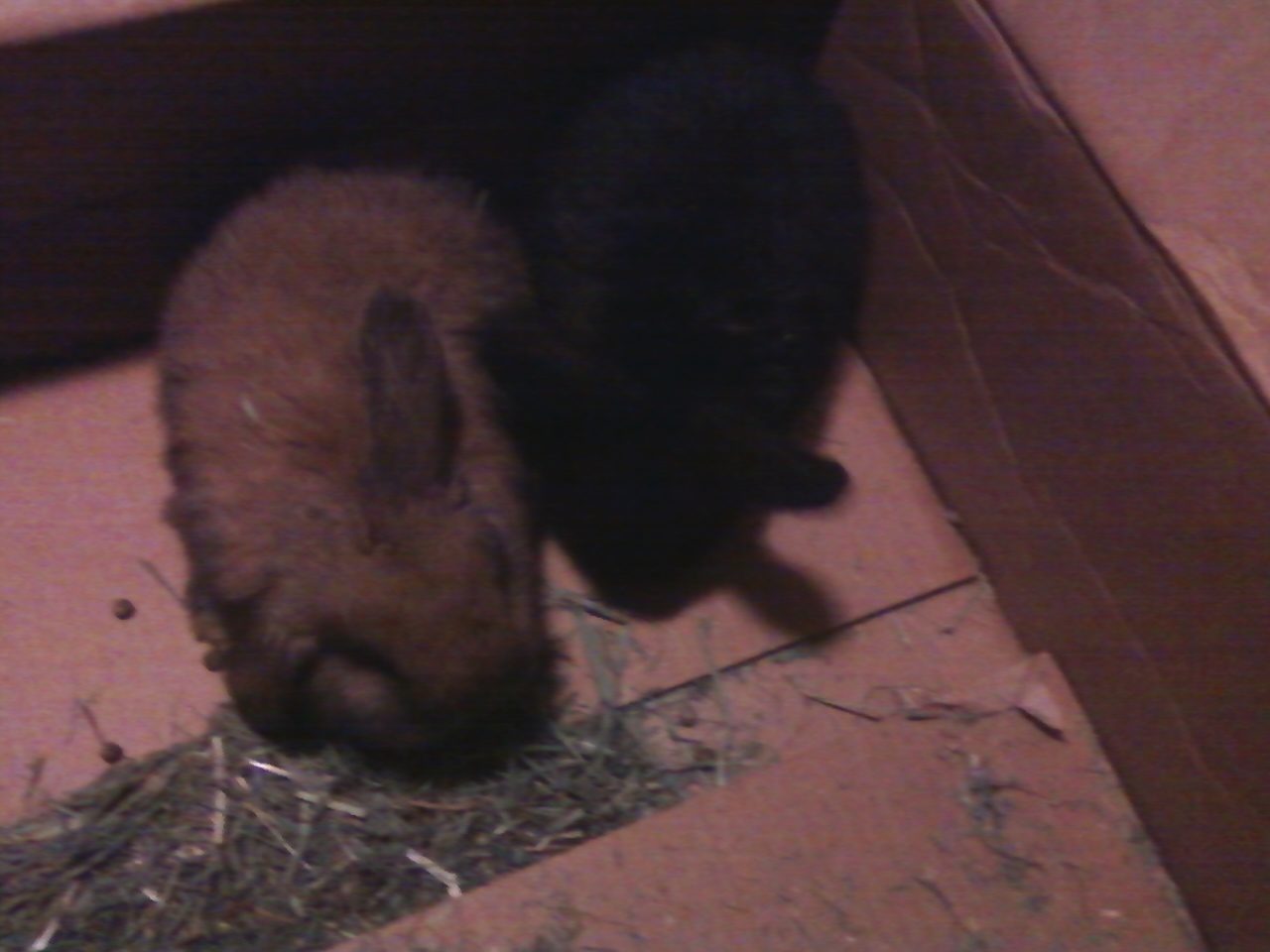 44123_new_bunnies.jpeg