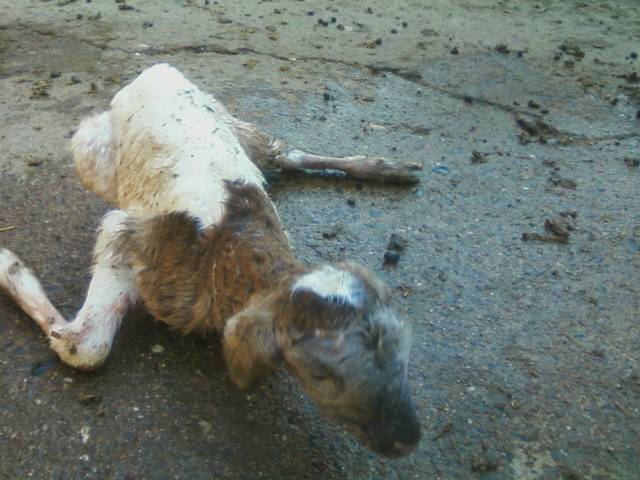 44123_newborn_lamb.jpeg