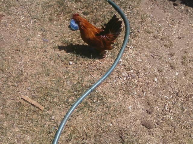 44123_project_roo.jpeg