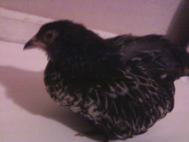 44123_silver_jan_6_2011.jpeg