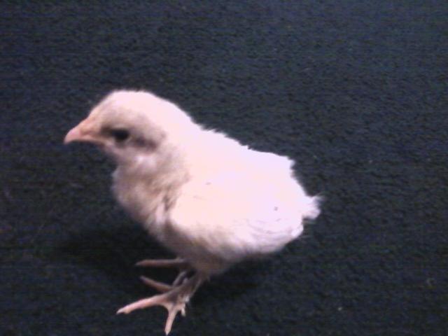 44123_splash_marans.jpeg
