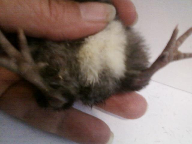 44123_splayed_legs_maybe_blk_chick.jpeg