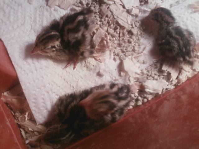 44123_the_babies.jpeg