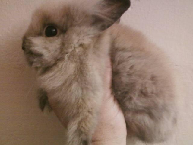 44123_tort_buck_11_weeks.jpeg