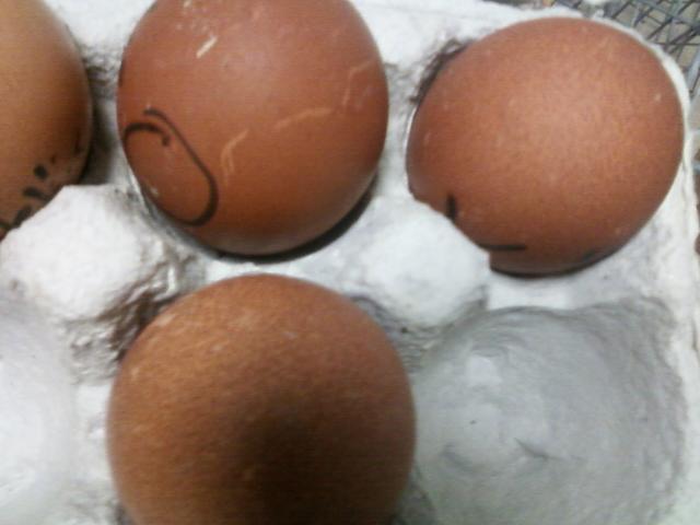 44123_wellie_eggs_2_17_2011.jpeg