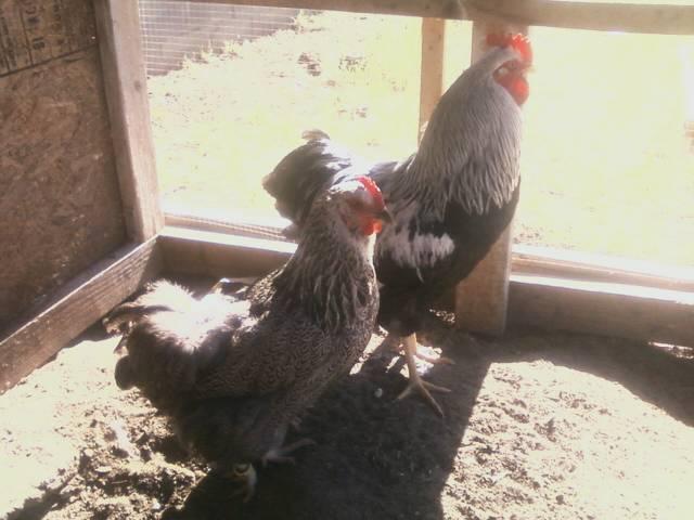 44123_ziggy_and_hen.jpeg
