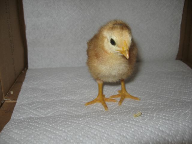 44130_chicks_ind_012.jpg