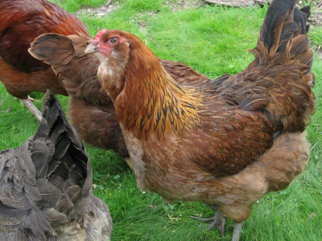 44130_chooks_003.jpg