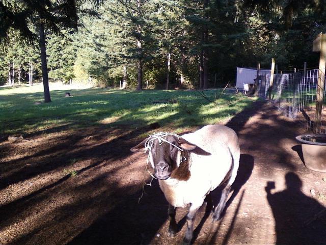 44142_ashly_with_grass_hay_on_head.jpg