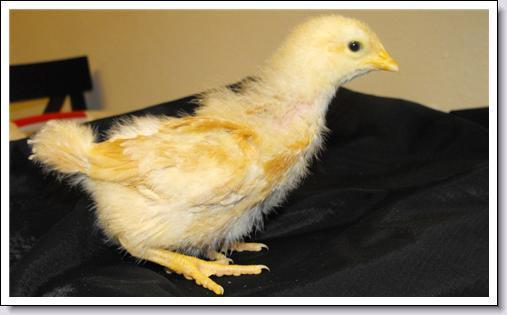 44142_butter1_25weeks.jpg