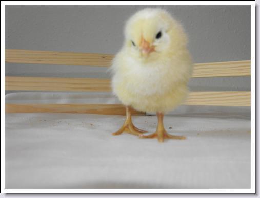 44142_chick_light_yellow.jpg