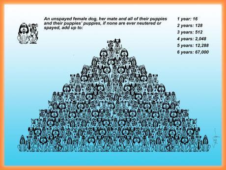 44142_dog_chart.jpg