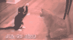 44142_funny-cat-fight-flash-1.gif