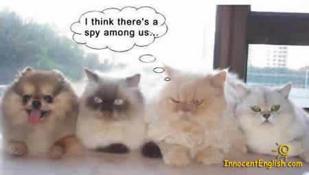 44142_three-cats-dog-spy-img117.jpg
