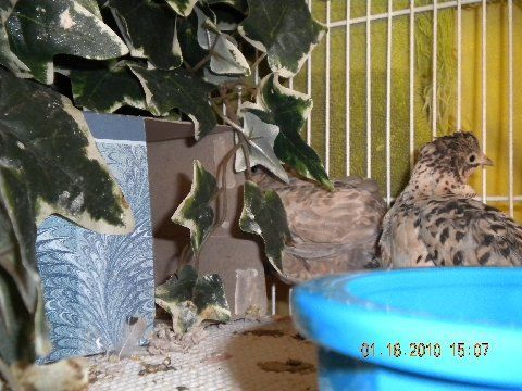 44218_adult_quail_s_and_s.jpg