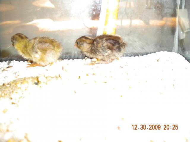 44218_baby_quail_5.jpg