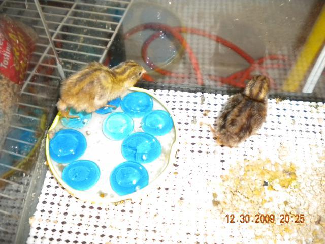 44218_baby_quails_4.jpg