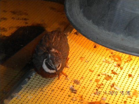44218_male_quail.jpg