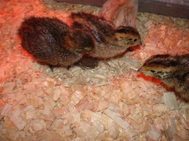 44235_p1310005.jpg