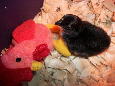 44260_chick_and_beanie_chick.jpg