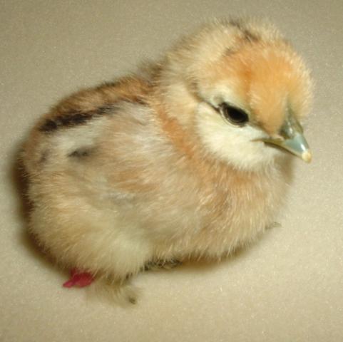 44307_002.jpg