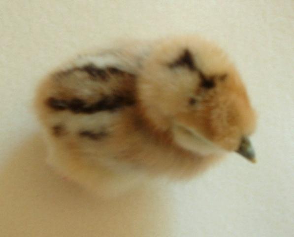 44307_006.jpg