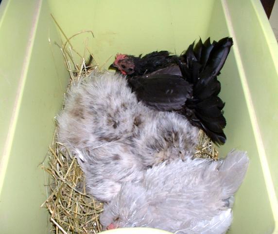 44307_3hens.jpg