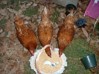 44307_dscf0078.jpg