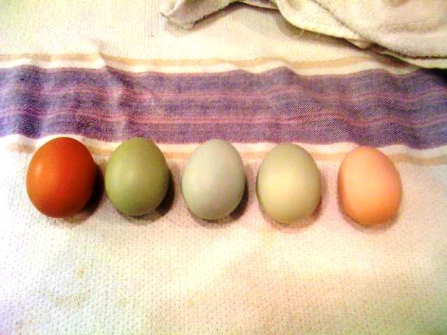 44332_44332_colors.jpg