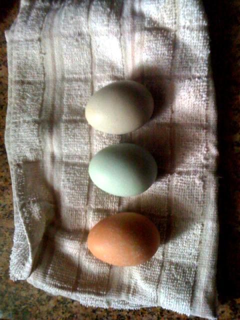 44332_44332_three_eggs.jpg