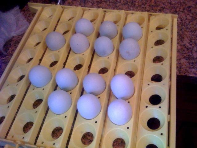 44332_all_blue_eggs.jpg