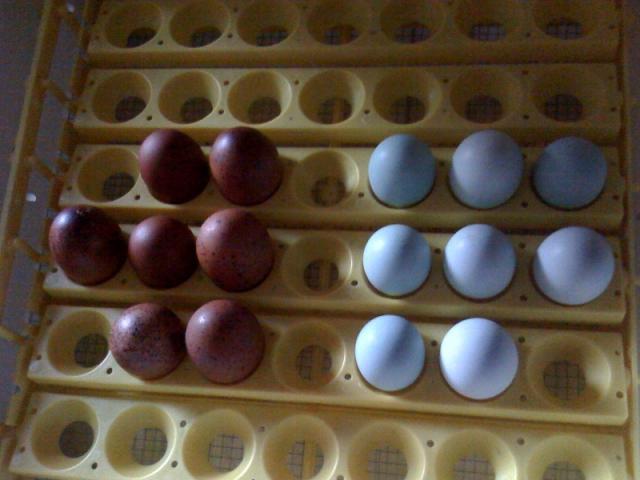 44332_blue_eggs.jpg