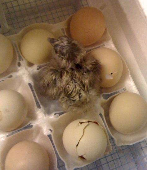 44332_chick.jpg