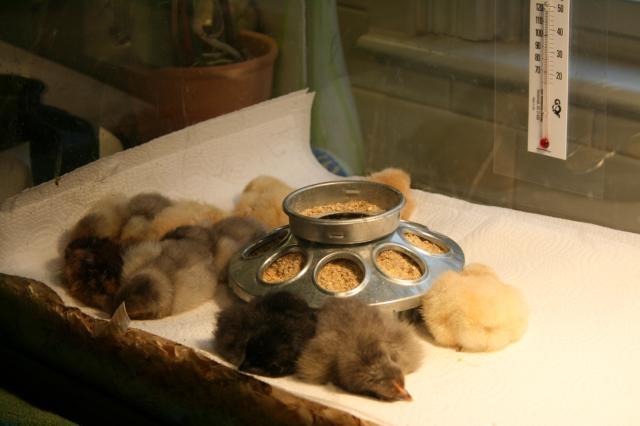 44332_chicks7.jpg