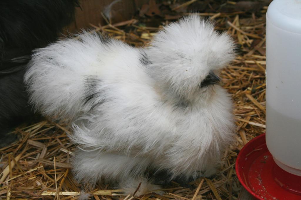 44332_new_years_day_2011_chickens_176.jpg