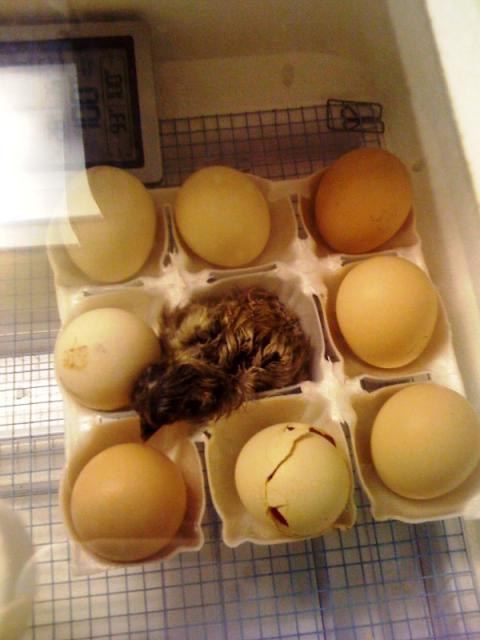 44332_photo70.jpg
