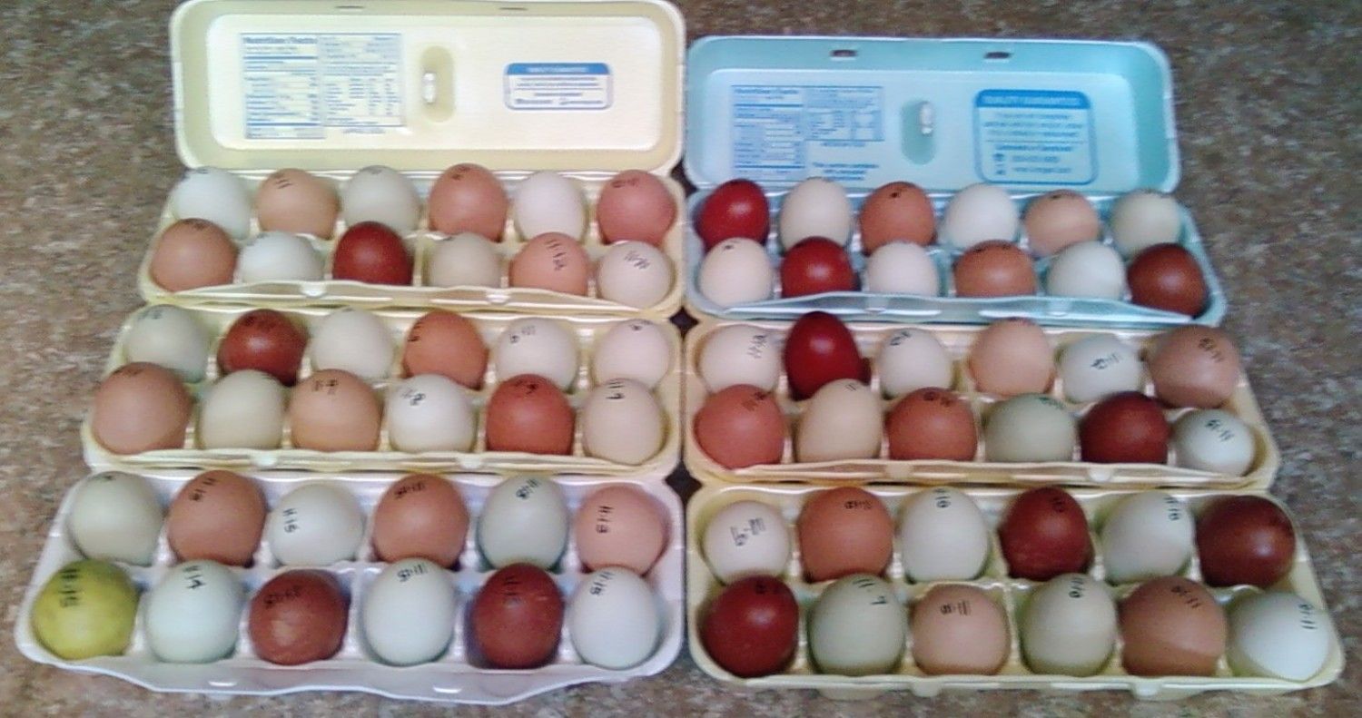 44342_eggs_lime_003.jpg